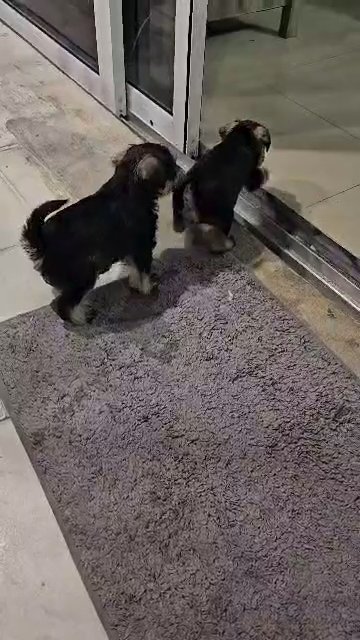 mini schnauzer in Miami Gardens, Florida