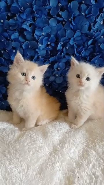 Maine Coon  Two gorgeous baby brothers from Florida ?? in Palm Coast, Florida