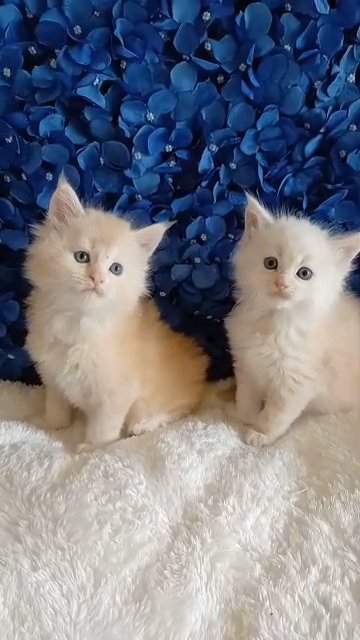 Maine Coon  Two gorgeous baby brothers from Florida 🍊💝 in Palm Coast, Florida