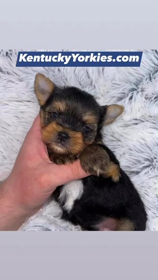 Yorkie Male in Lexington-Fayette, Kentucky