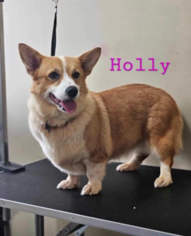 Holly The Corgi - AKC in Birmingham, Alabama