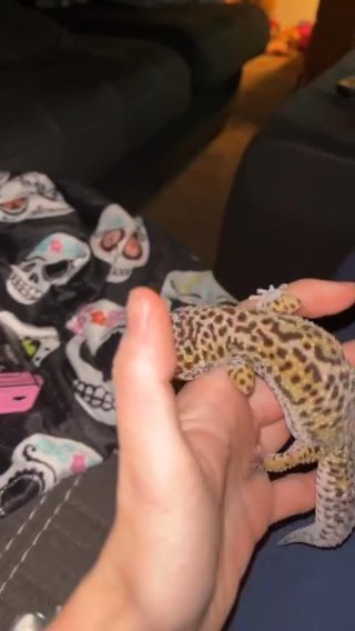 Normal Leopard Gecko in Cleveland, Tennessee