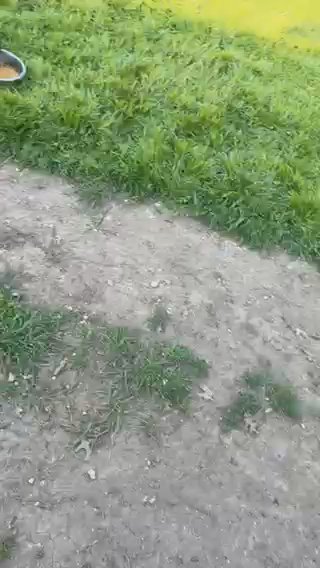 I Have 4 German Shepard/ Husky Mix Females in Waxahachie, Texas