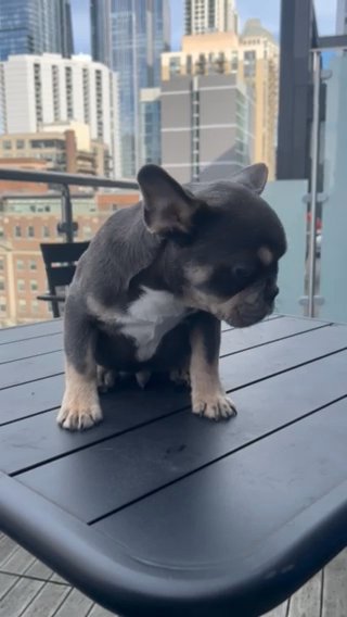 ADOPTED Lilac Tan Make Carrying Pink And Fluffy in Chicago, Illinois