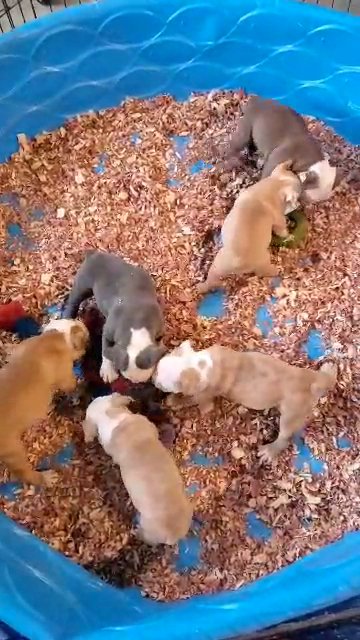 Bulldog pups in Evans, Georgia