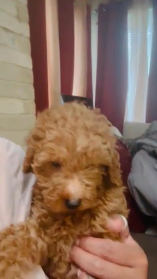 Toy Poodle Girl in Houston, Texas