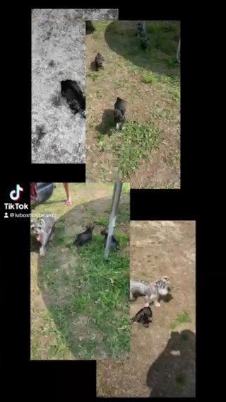 Miniature Schnauzers in Houston, Texas