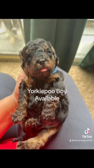 Yorkiepoo Boy in Houston, Texas