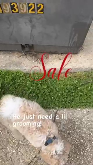 Golden Doodle in Baton Rouge, Louisiana