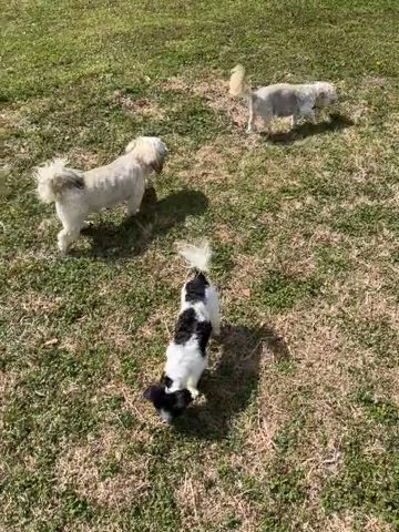 Oreo in Columbus, Georgia