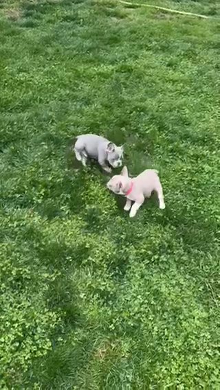 New Shade Isabella And Tan Irish Pied Frenchie in Rockville, Maryland