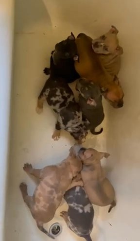 Pocket Bulkies in Detroit, Michigan