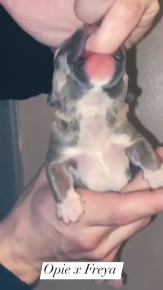 XL American Bullies in Nashville, Tennessee