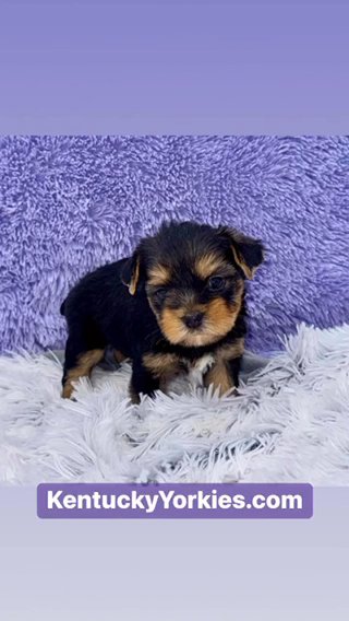 ZEALOT-Male Yorkie in Lexington-Fayette, Kentucky