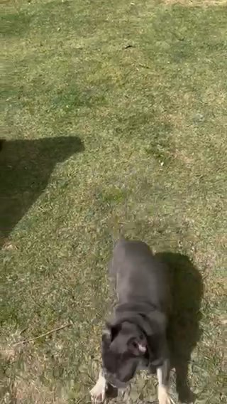Small Fluffy Carrier French Bulldog in Augusta, Georgia