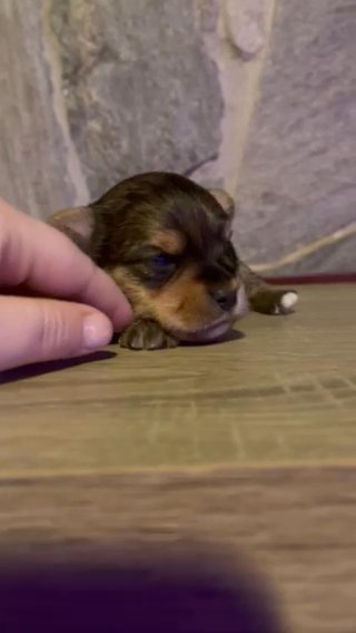SOLD—AKC Male Yorkie in Boone, North Carolina