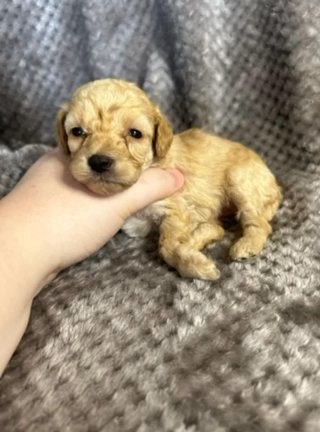 Miniature Poodle Puppies in Birmingham, Alabama