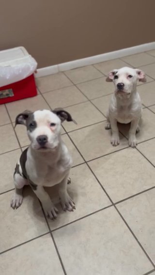 Xl American Bully in Baton Rouge, Louisiana