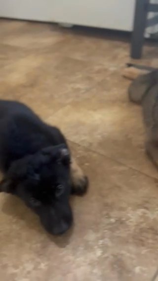 German Shepherd Puppies For Sale in Chandler, Arizona