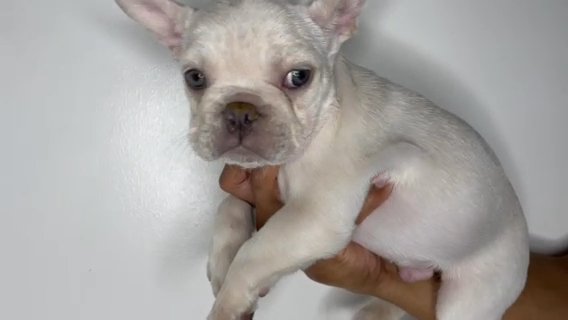 Male French Bulldog in Orange, California