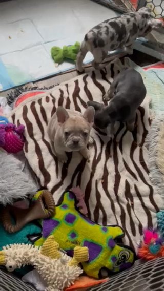 French Bulldog Puppies in Aurora, Colorado