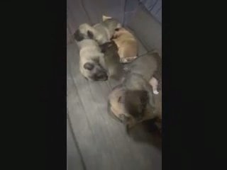 Valentine's Day puppies! in Los Angeles, California