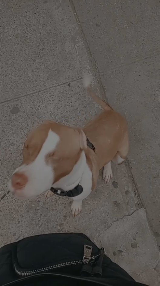 older pitbull puppy for sale in New York City, New York