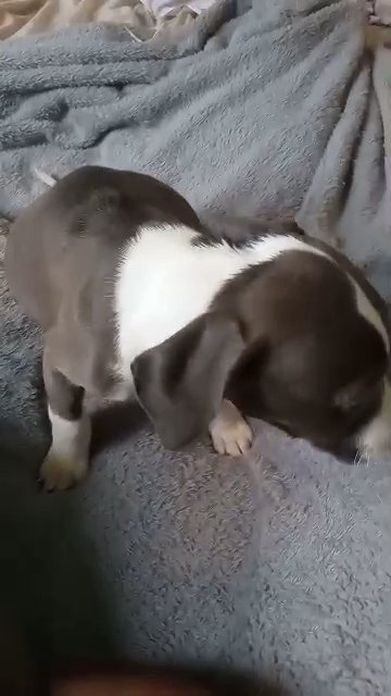 Pitbull puppies in New York City, New York