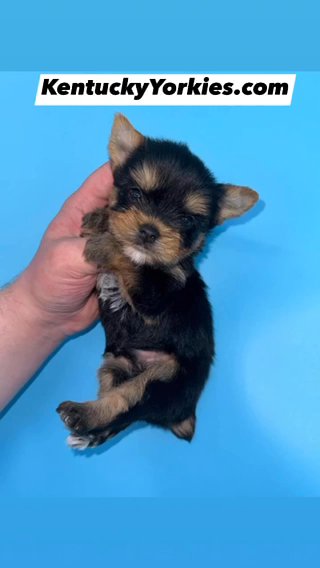 ?Prince ZANE - Male Yorkie in Lexington-Fayette, Kentucky
