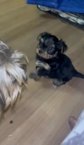Yorkshire Terrier Puppies Ready Now!!! in Chattanooga, Tennessee