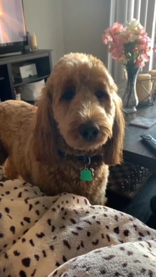 Red Goldendoodle (Standard) in Hampton, Virginia