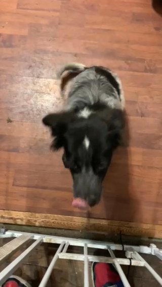 Male Puppy in Akron, Ohio