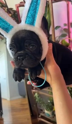 Black Male Frenchie in Bethlehem, Pennsylvania