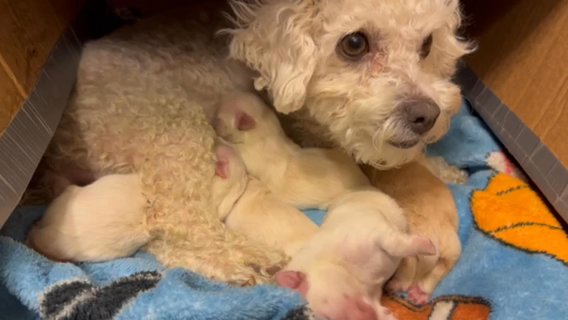 Maltipoo Pups in Denver, Colorado