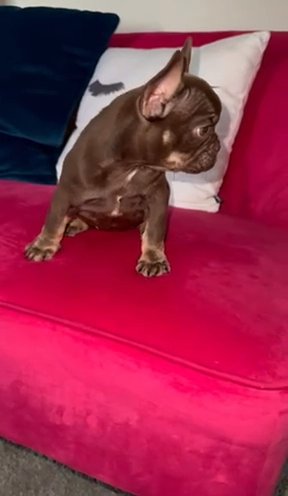 Female Frenchie Puppy in Port St. Lucie, Florida