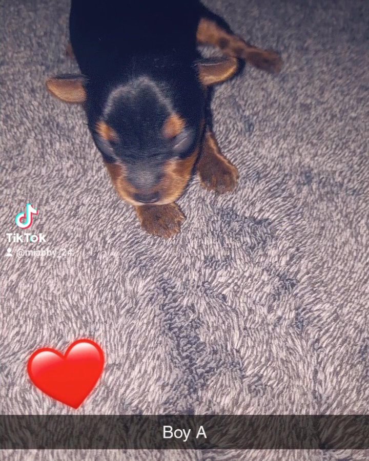 Yorkies puppies in Fresno, California