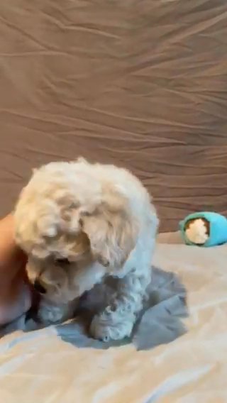 Maltipoo Max in Riverside, California