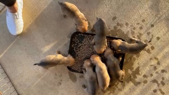 PUG/BEAGLE “Puggles” in Dallas, Texas