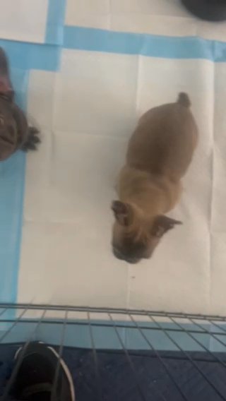 French Bulldog Male Available in Las Vegas, Nevada
