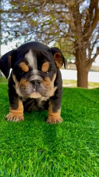 Black Tri English Bulldog in Andrews, Texas