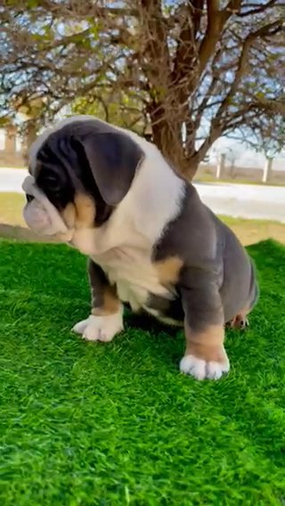 Blue Tri English Bulldog in Andrews, Texas