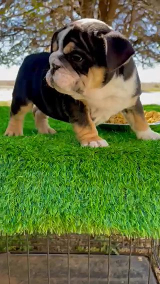 Black Tri English bulldog in Andrews, Texas