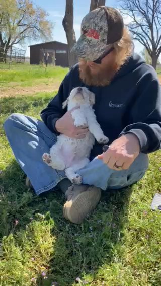 Easter Poodle Puppy in Arlington, Texas