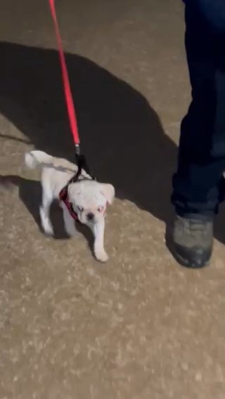 7month Old Pug (honey) in Omaha, Nebraska