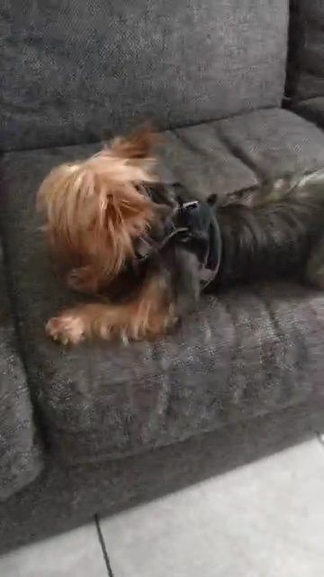 small yorkie in St. Cloud, Florida