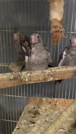 Baby Cockatiel in Washington, District of Columbia
