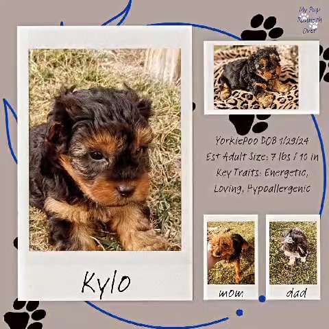 Kylo (Yorkipoo) in Goshen, Indiana