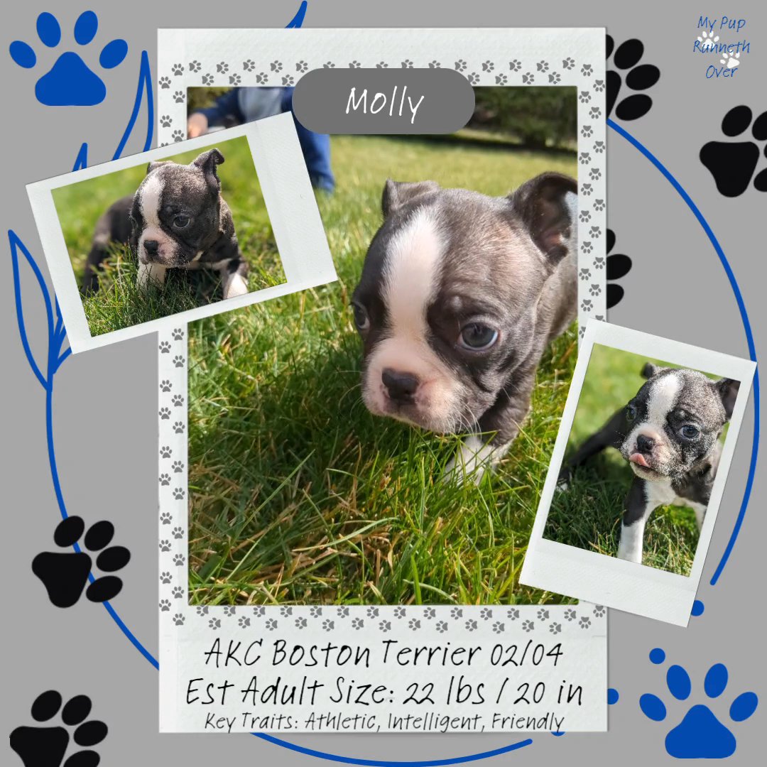 Molly (Boston Terrier) in Goshen, Indiana