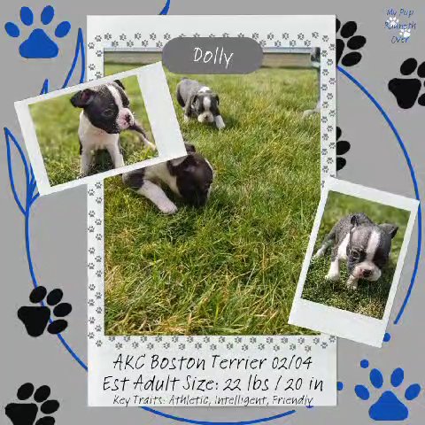 Dolly (Boston Terrier) in Goshen, Indiana