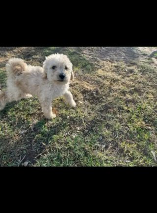 Standard Poodle in Phoenix, Arizona